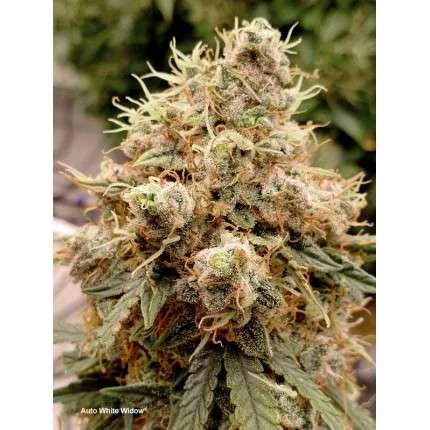 La Gran Oportunidad - 40 GRAMOS | Combo N°4