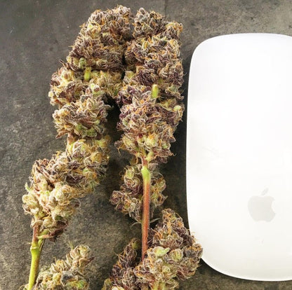 Northern Lights - Indica | Flores por Gramo
